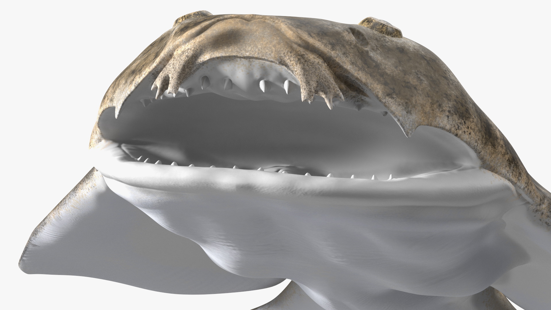 3D Angel Shark Rigged model