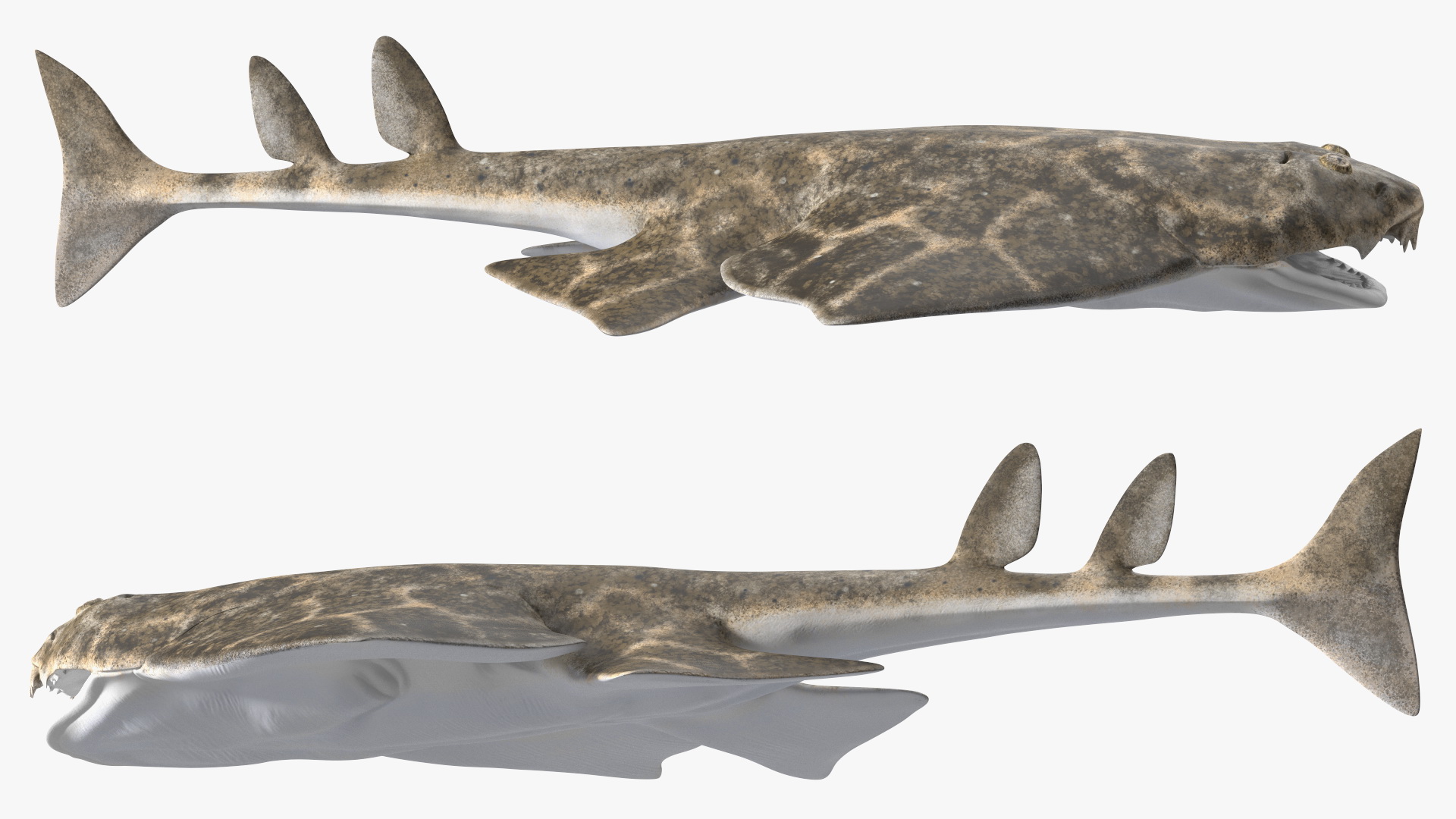 3D Angel Shark Rigged model