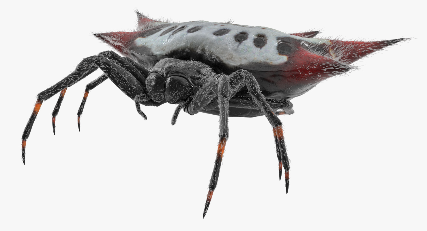 Spiny Orb Weaver Spider with Fur 3D