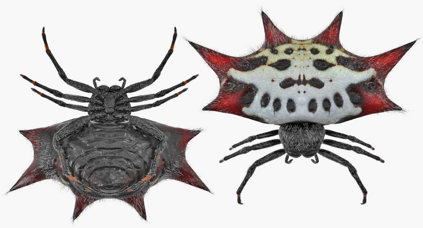 Spiny Orb Weaver Spider with Fur 3D