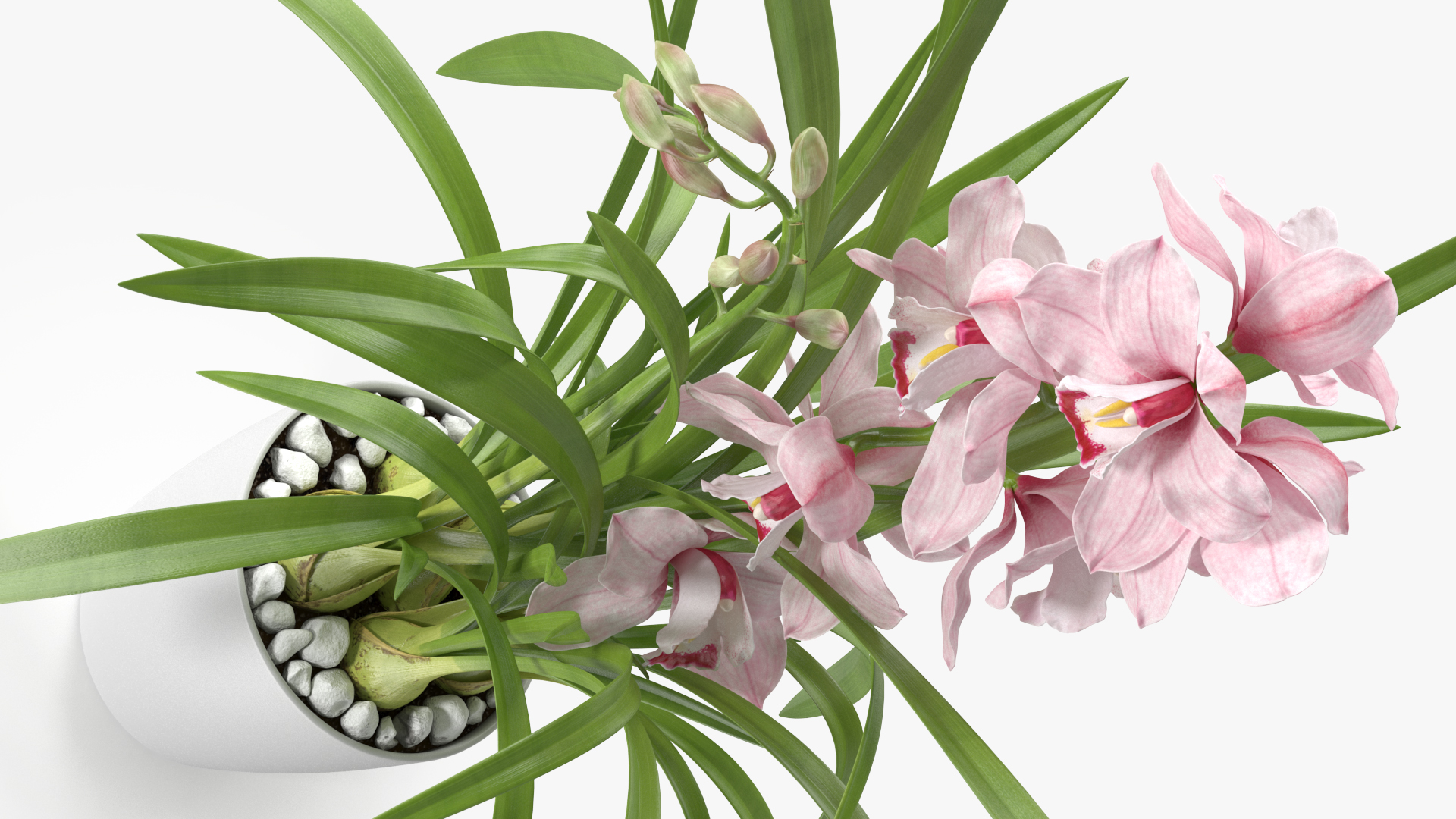 3D model Orchid Pot Pink