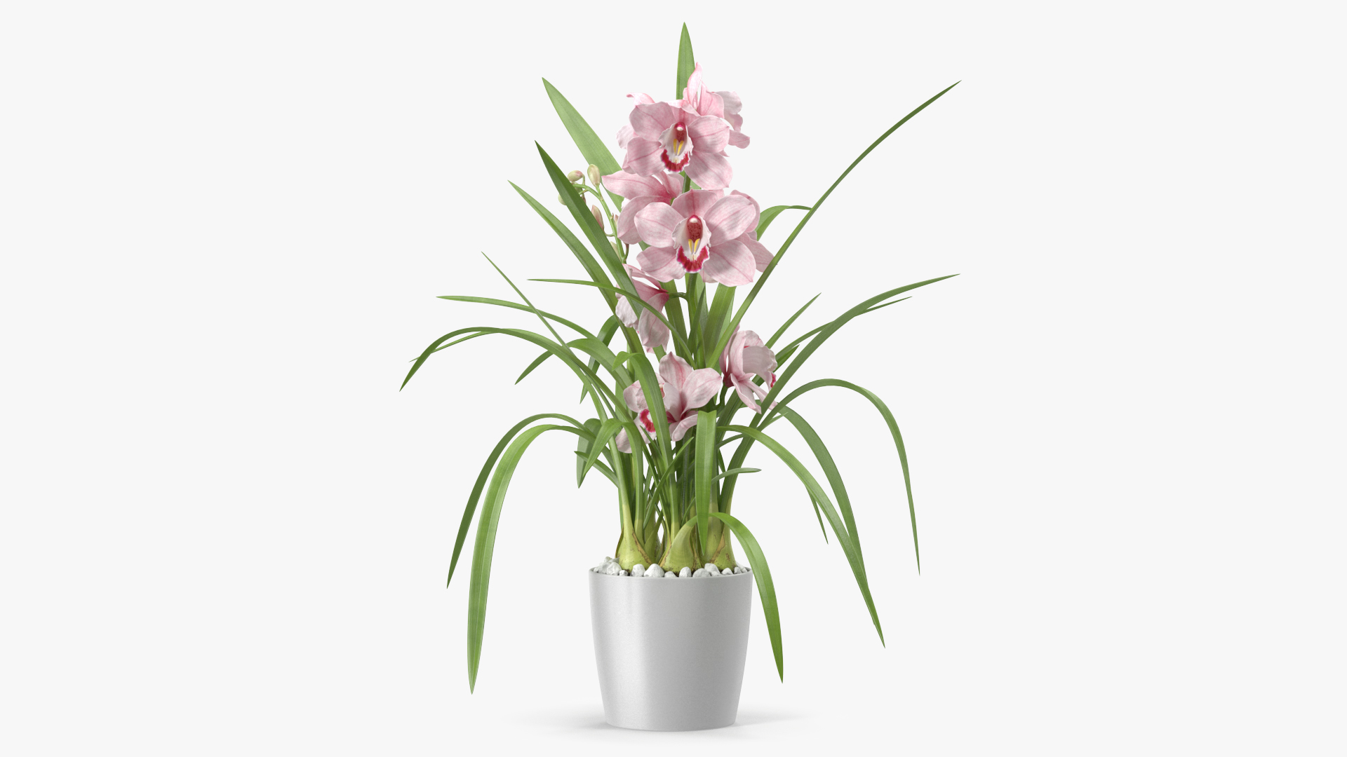 3D model Orchid Pot Pink