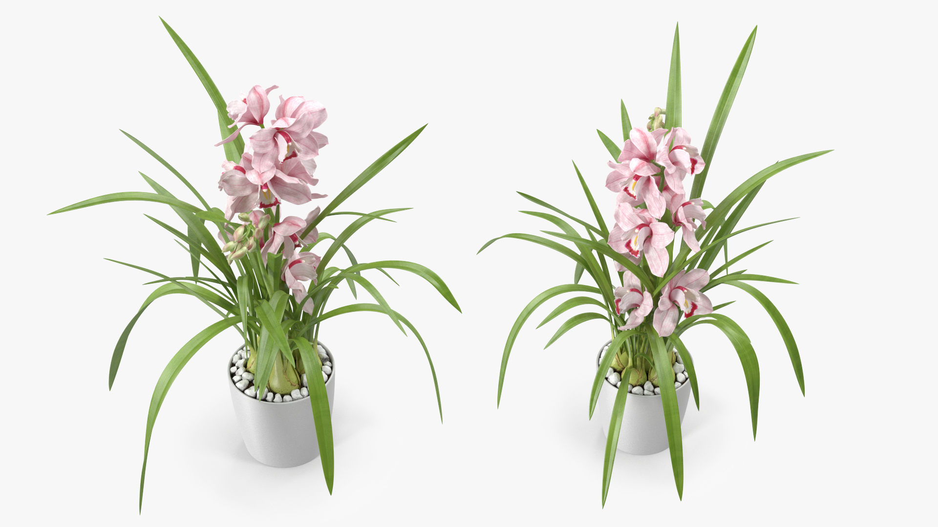 3D model Orchid Pot Pink