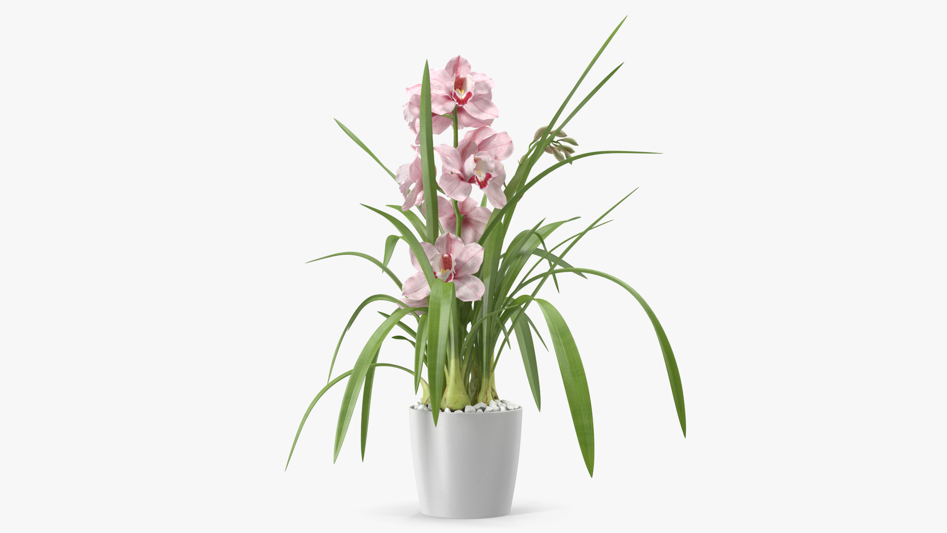 3D model Orchid Pot Pink