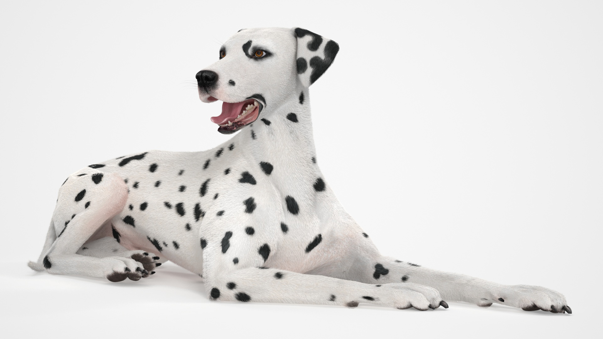 3D Lying Dalmatian Dog Fur model