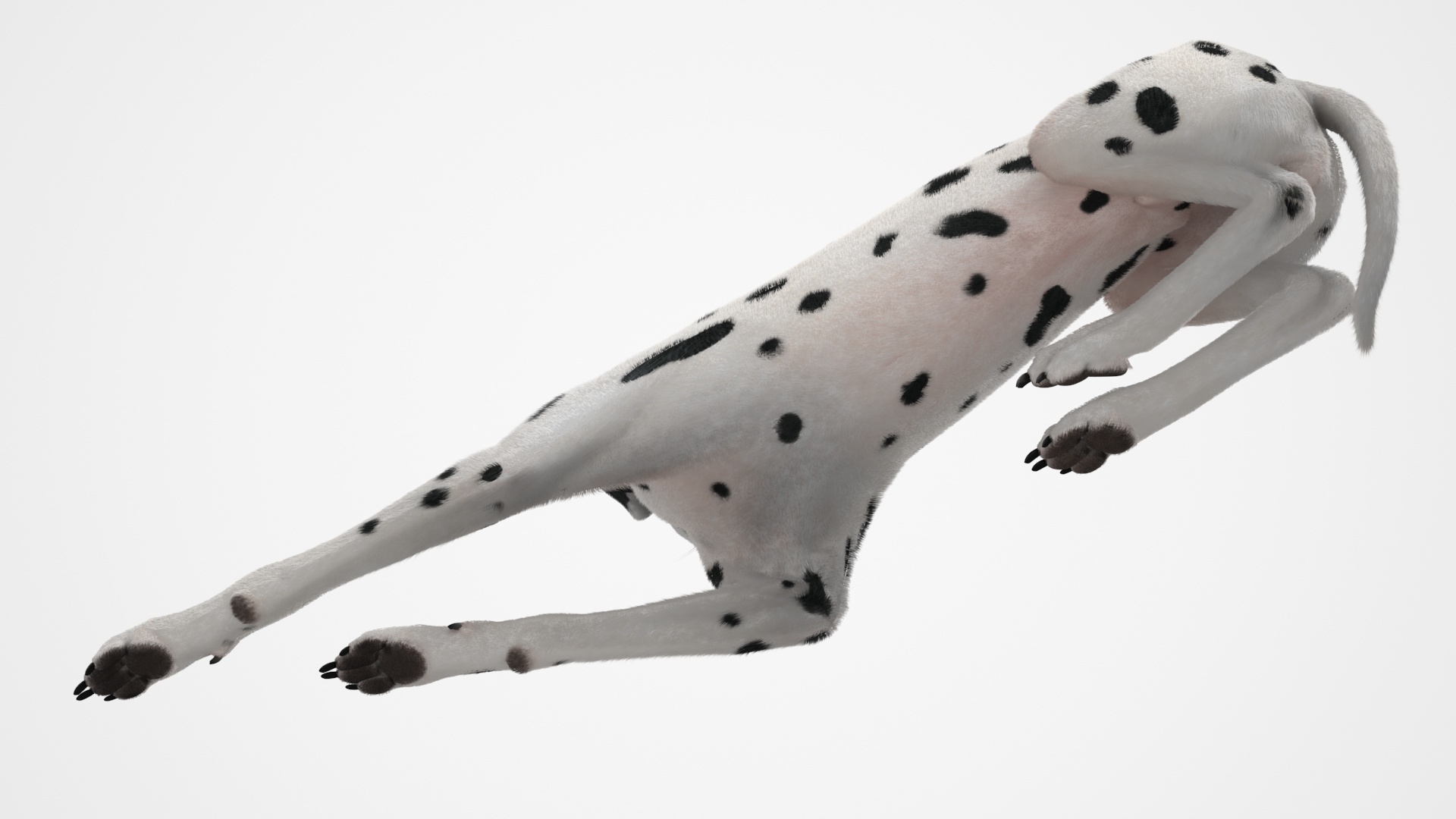 3D Lying Dalmatian Dog Fur model