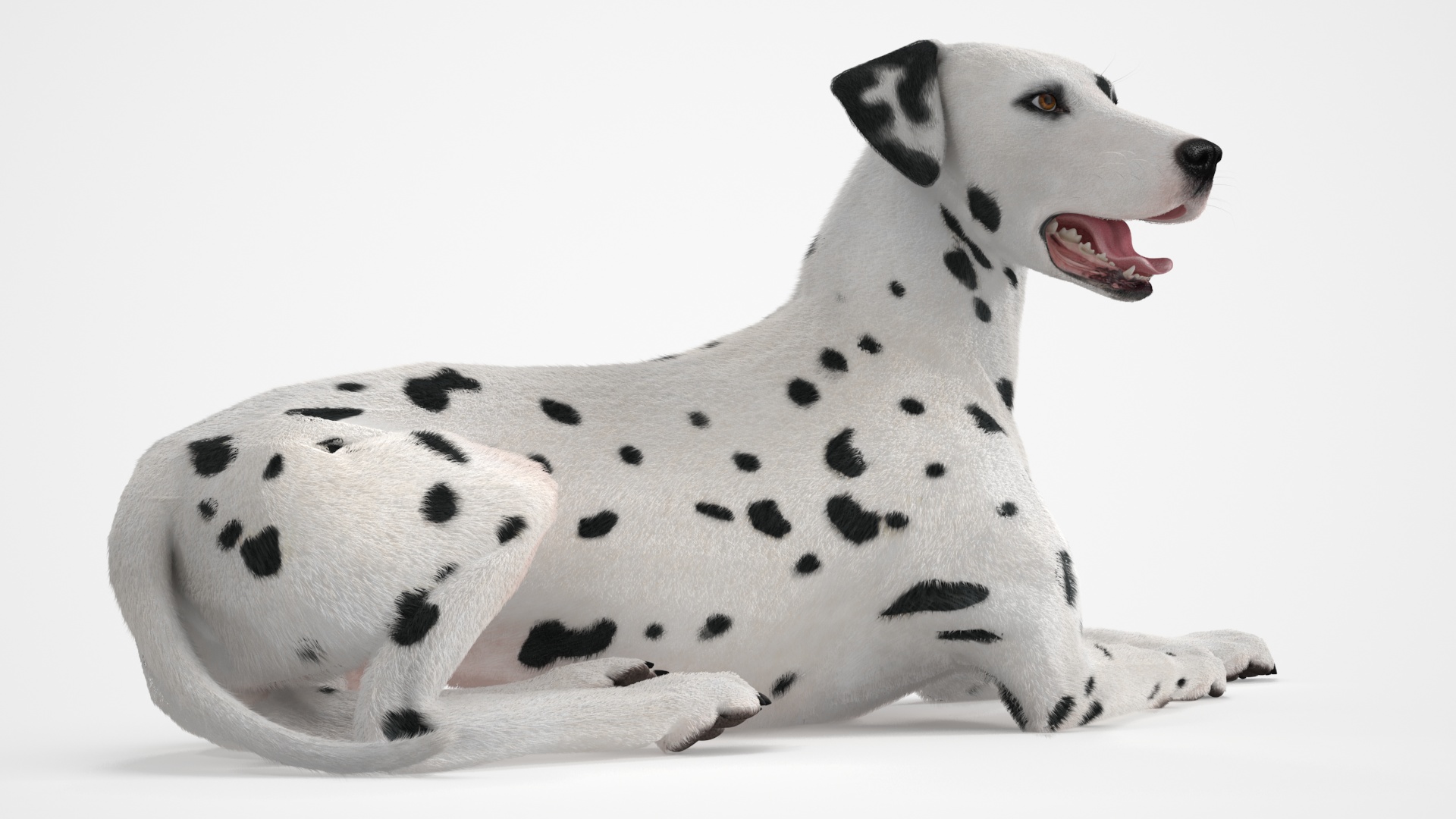 3D Lying Dalmatian Dog Fur model