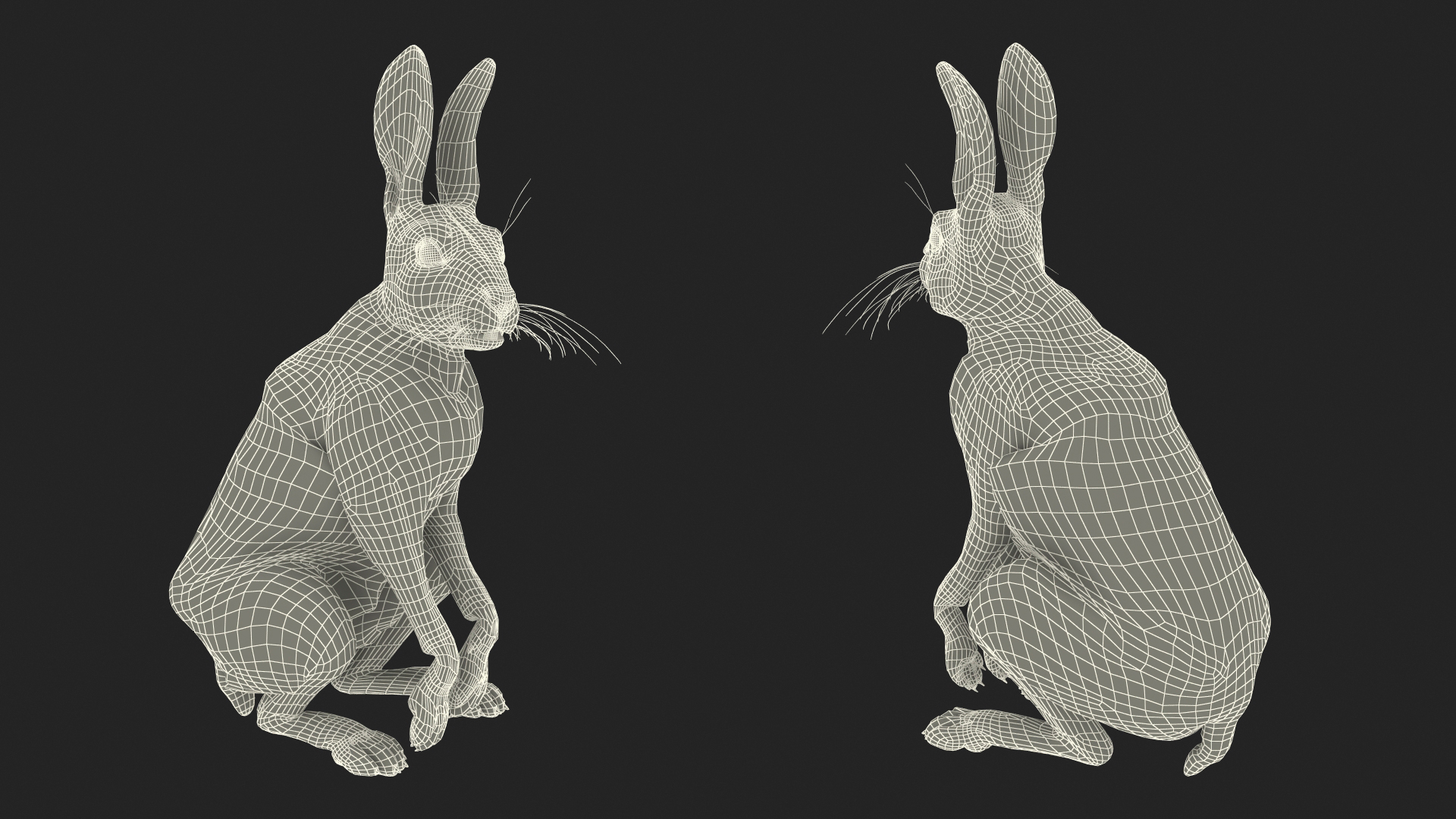 3D model Hare  Animated Rigged for Cinema 4D