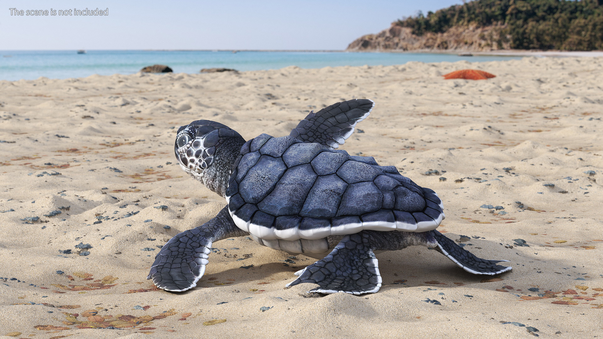 Baby Sea Turtle Black Rigged for Cinema 4D 3D