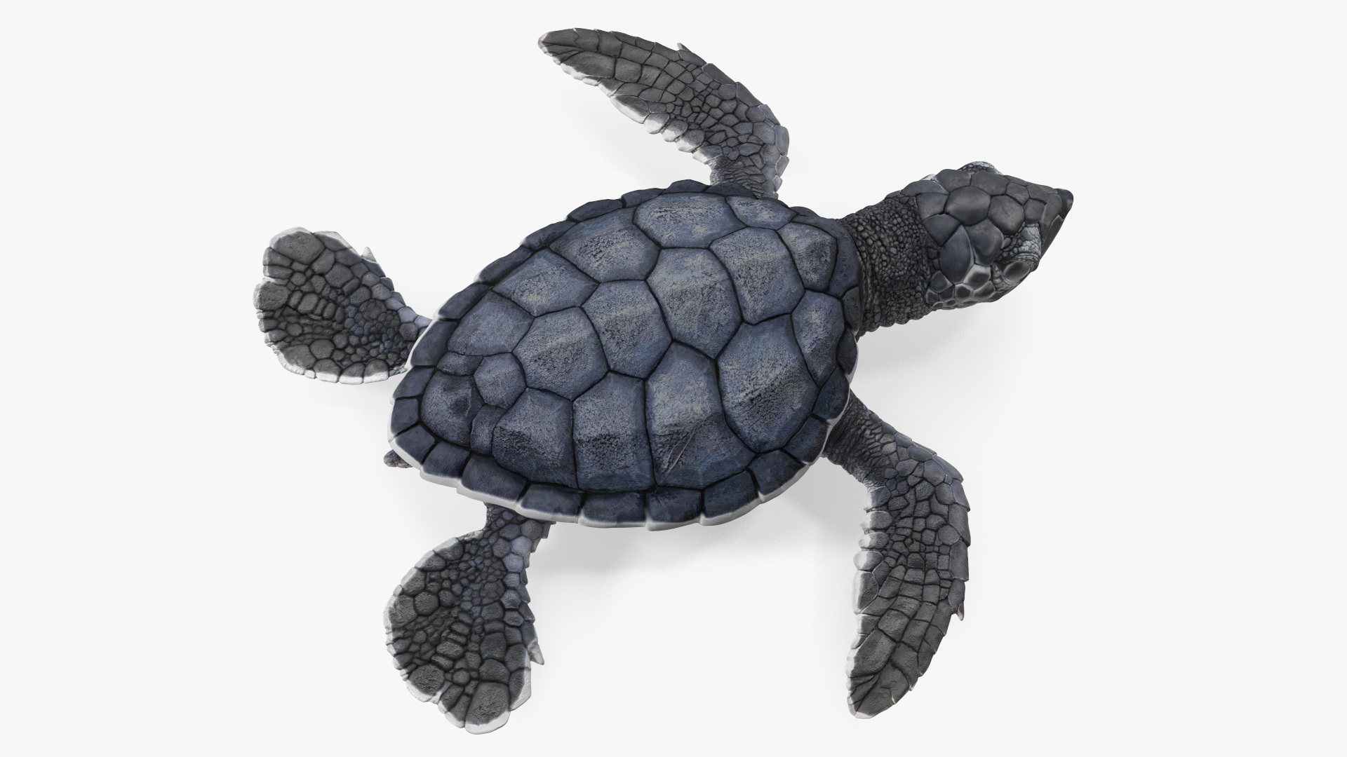 Baby Sea Turtle Black Rigged for Cinema 4D 3D