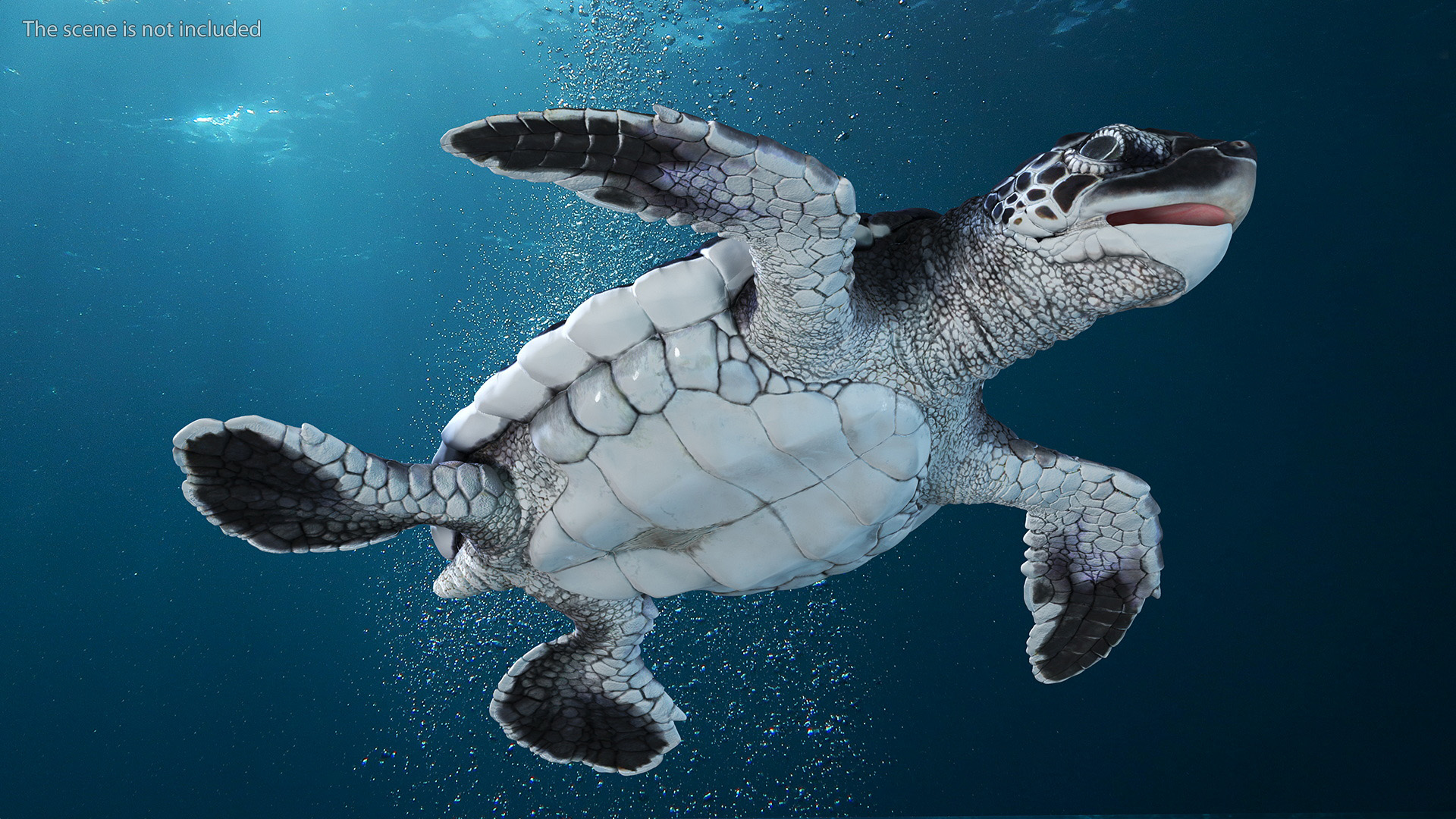 Baby Sea Turtle Black Rigged for Cinema 4D 3D