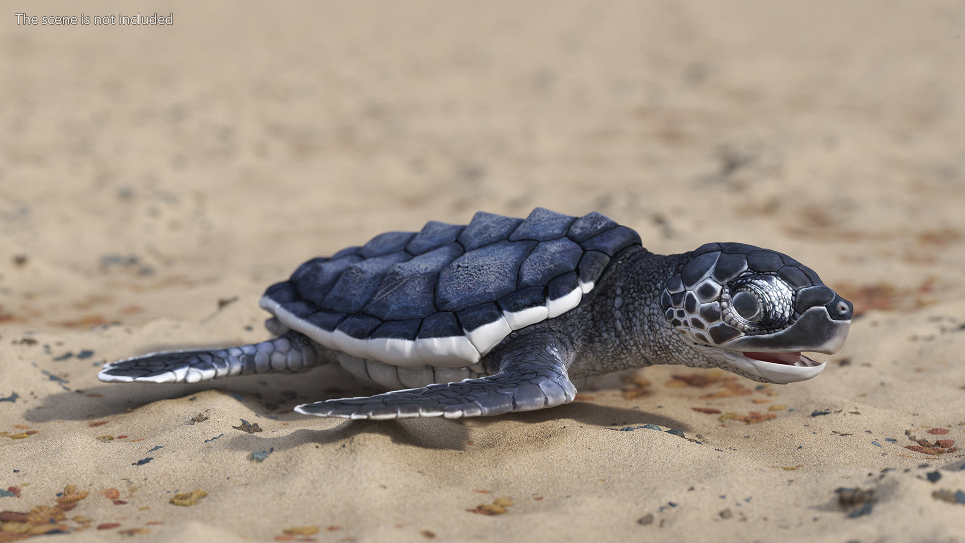 Baby Sea Turtle Black Rigged for Cinema 4D 3D