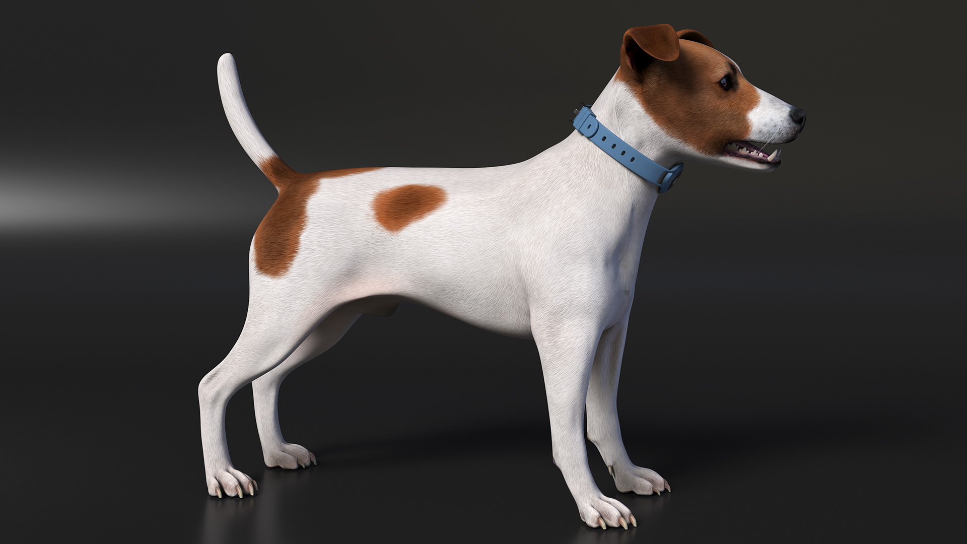 3D Jack Russell Terrier with Apple Dog Tracker model