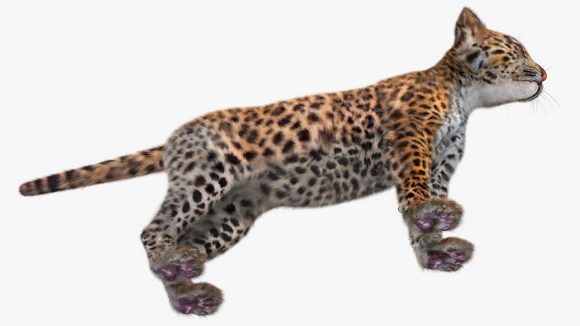 Leopard Cub Standing Pose with Fur 3D model