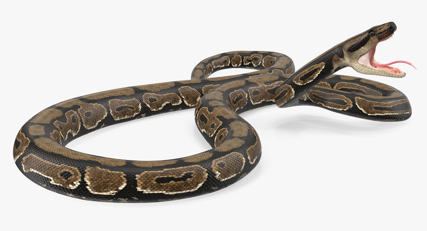 3D model Brown Python Snake Attack Pose