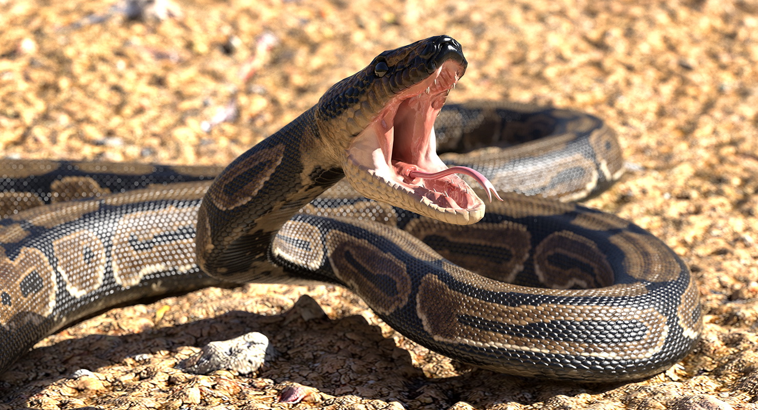 3D model Brown Python Snake Attack Pose