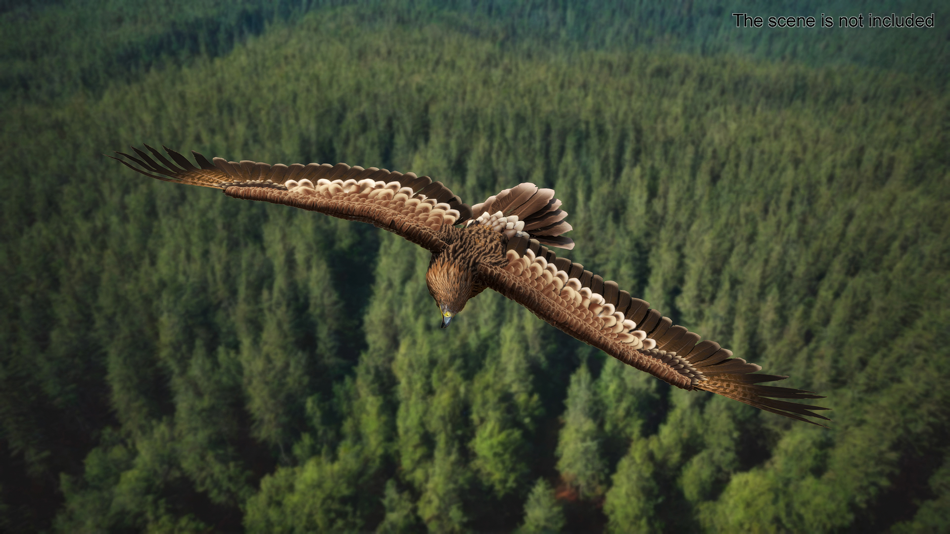 3D Imperial Eagle Flying