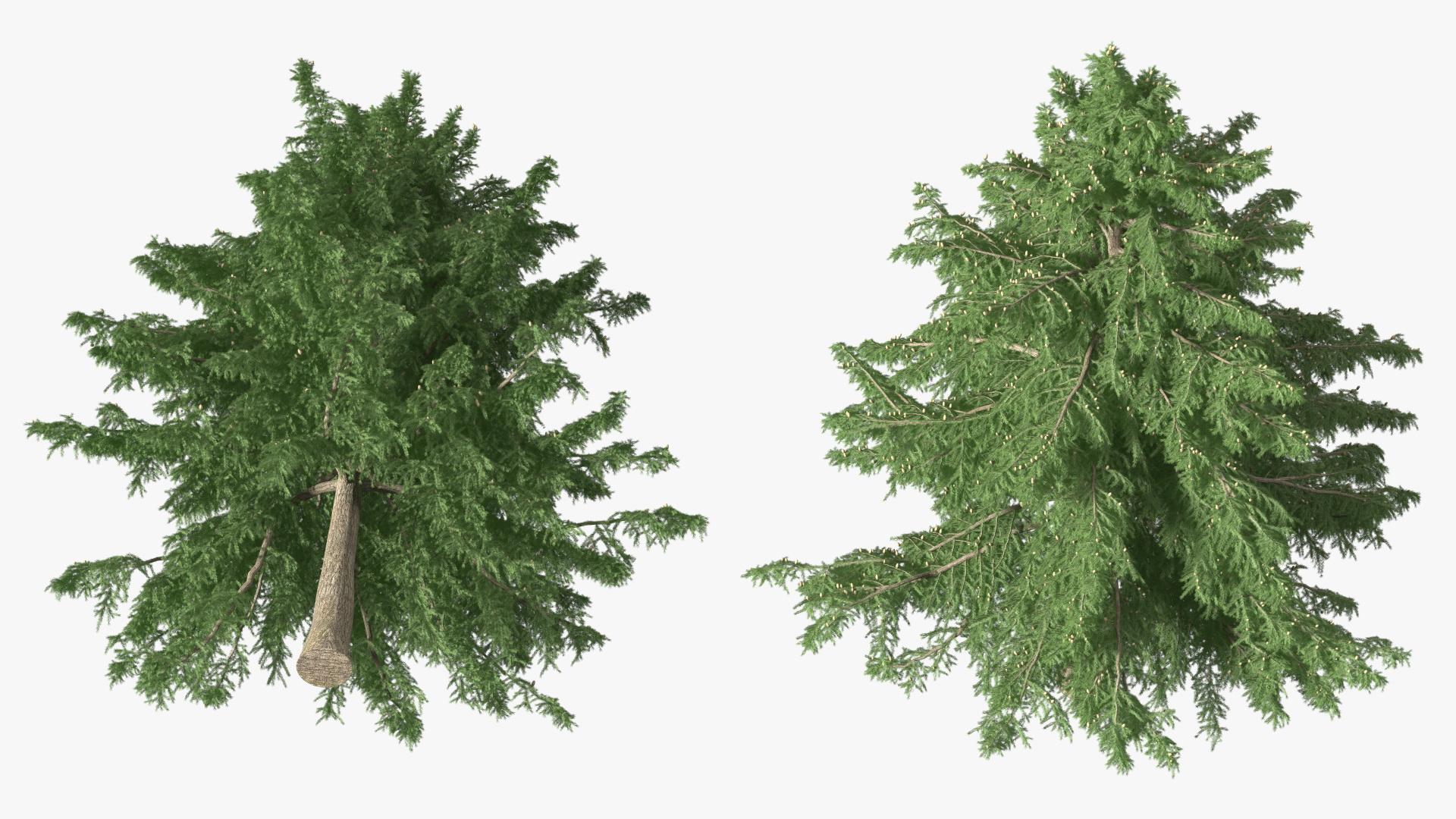 Cedrus Libani Green Tree 3D model