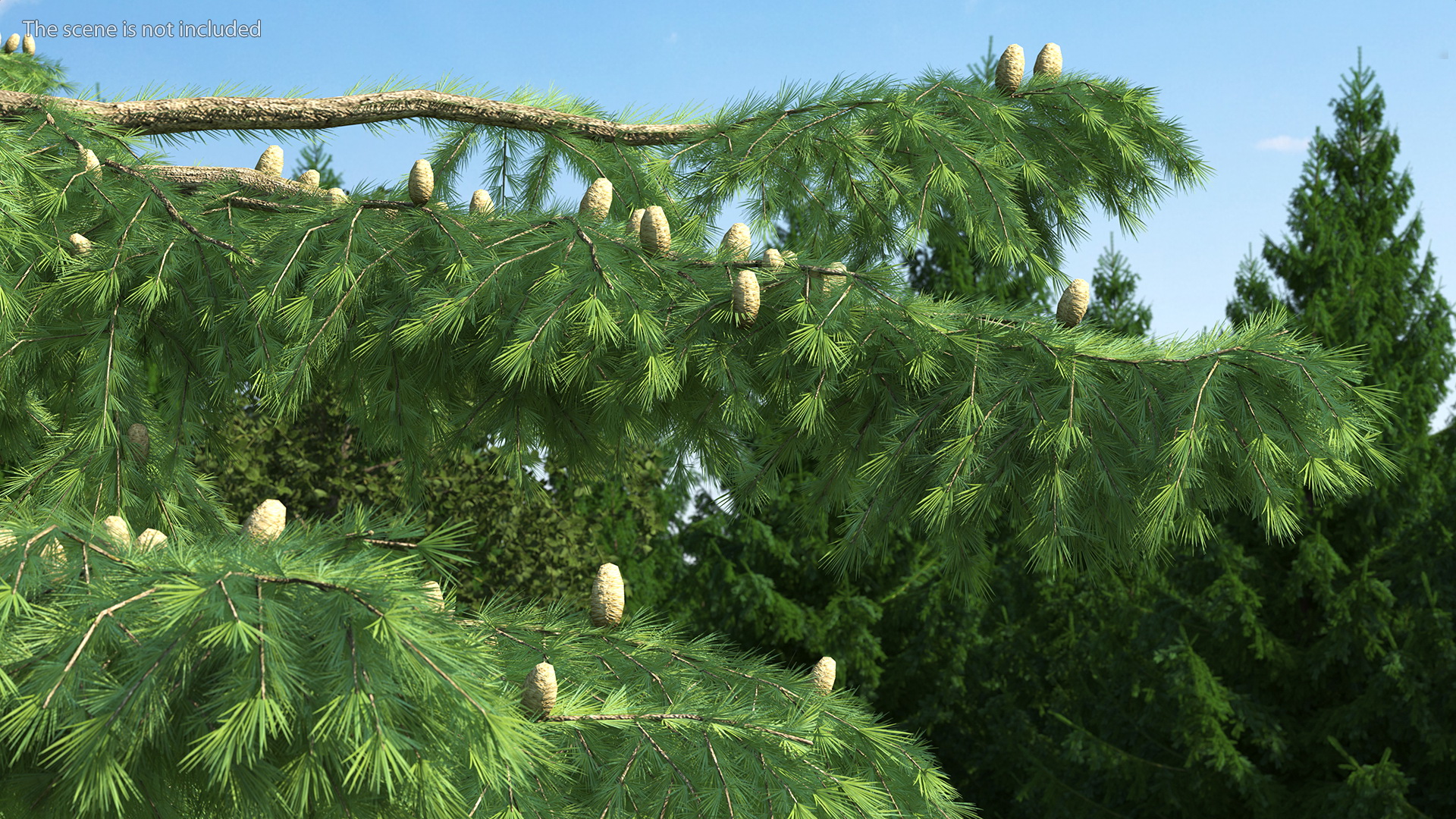 Cedrus Libani Green Tree 3D model