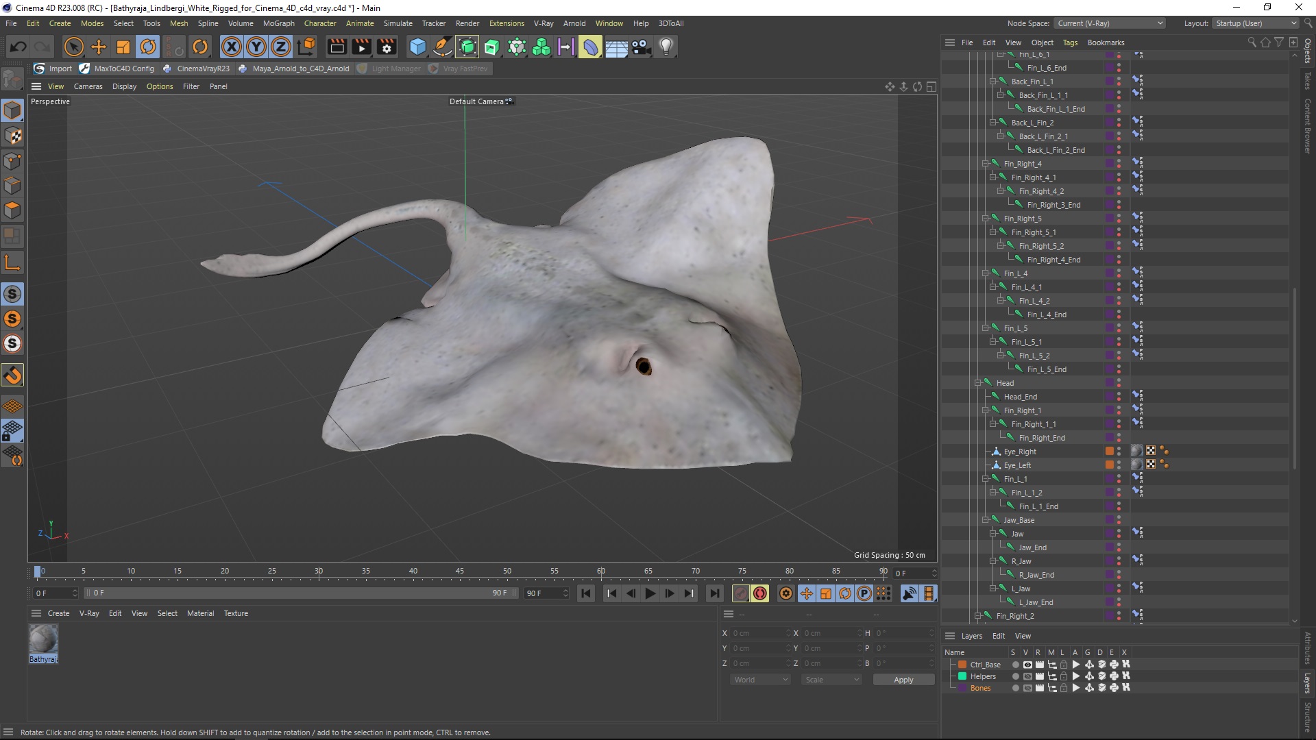 3D Bathyraja Lindbergi White Rigged for Cinema 4D