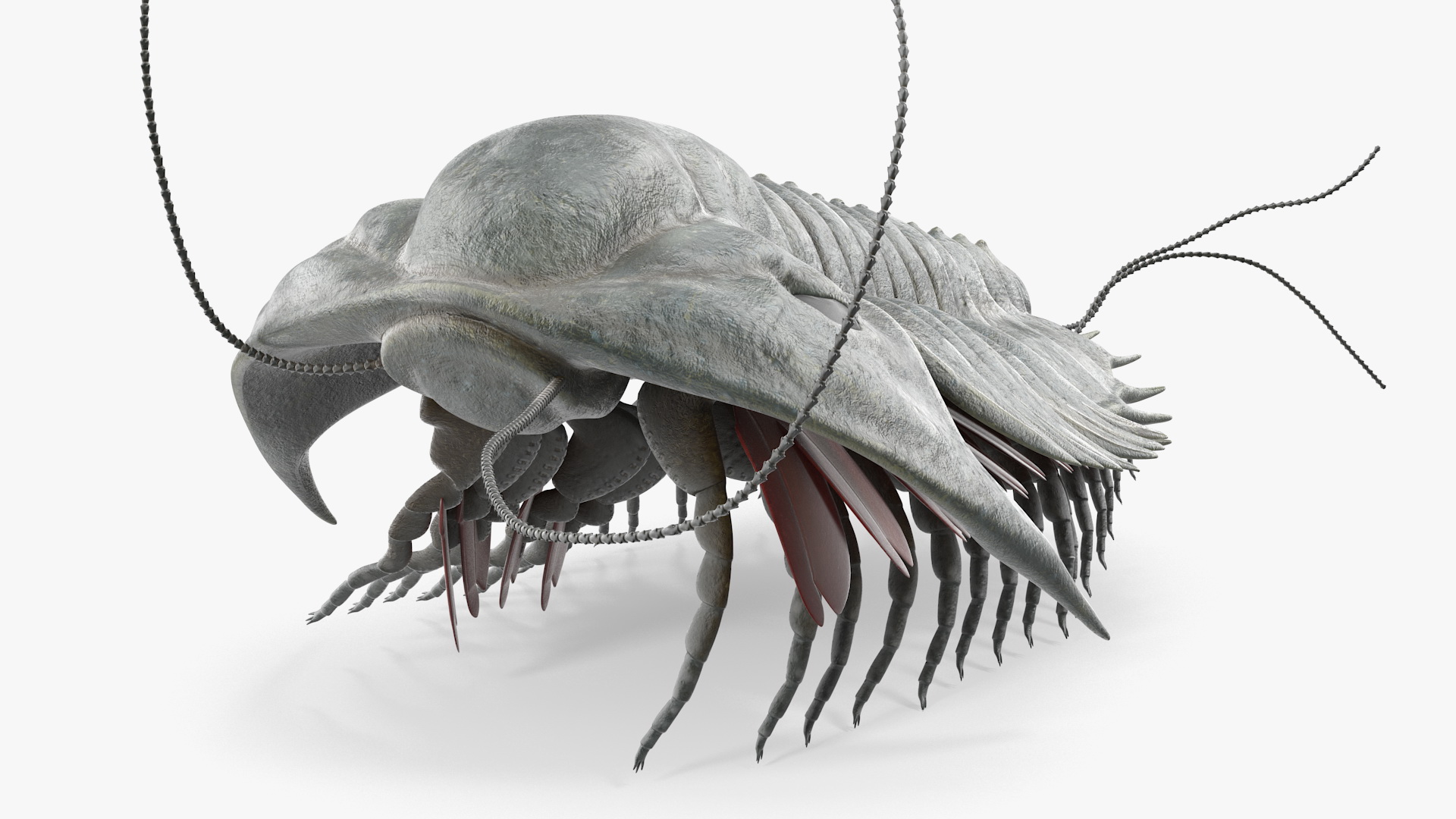 Trilobite Extinct Marine Arachnomorph Arthropod Rigged 3D model