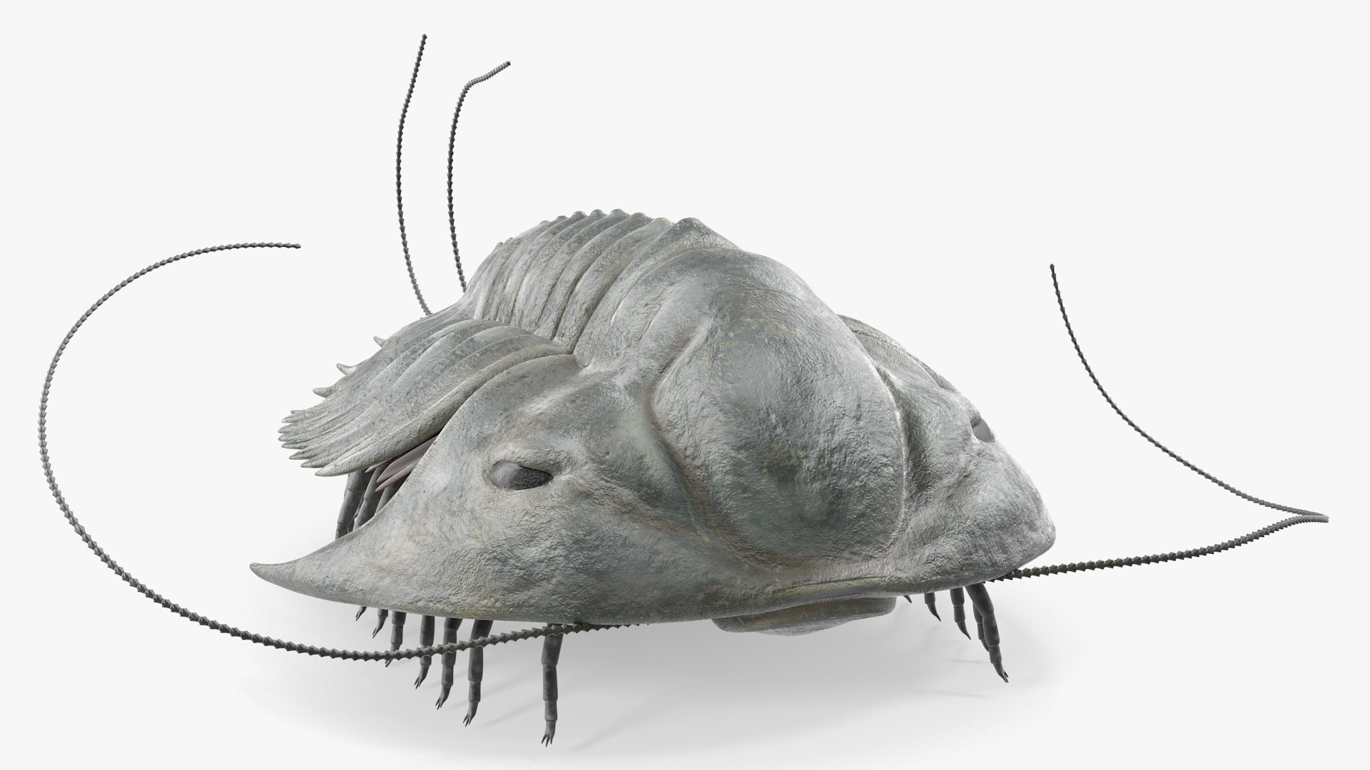 Trilobite Extinct Marine Arachnomorph Arthropod Rigged 3D model