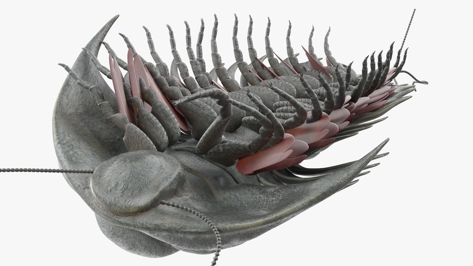 Trilobite Extinct Marine Arachnomorph Arthropod Rigged 3D model