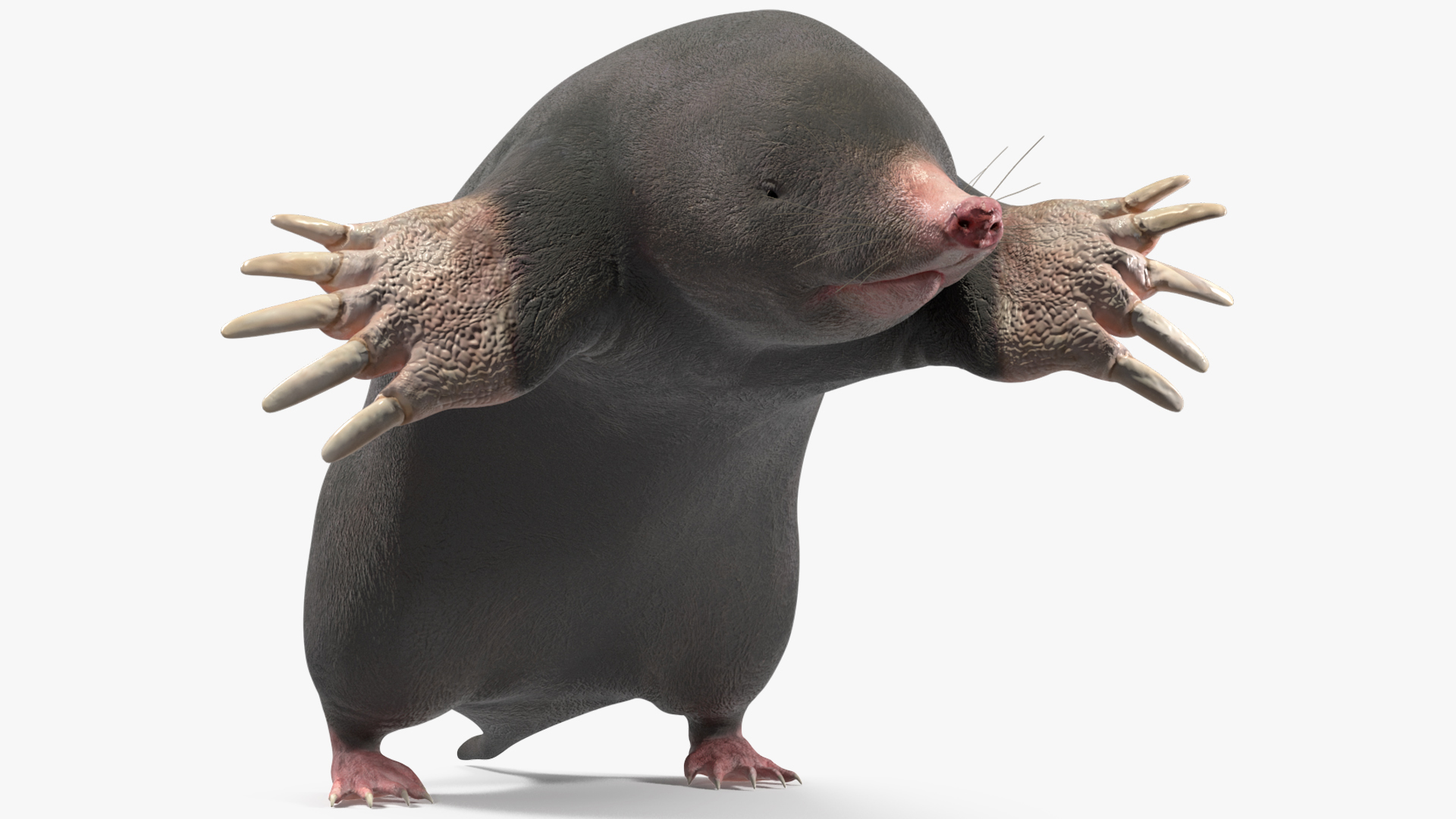 3D European Mole Animal Rigged for Maya