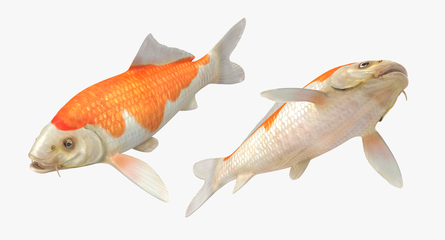 Harivake Koi Fish 3D