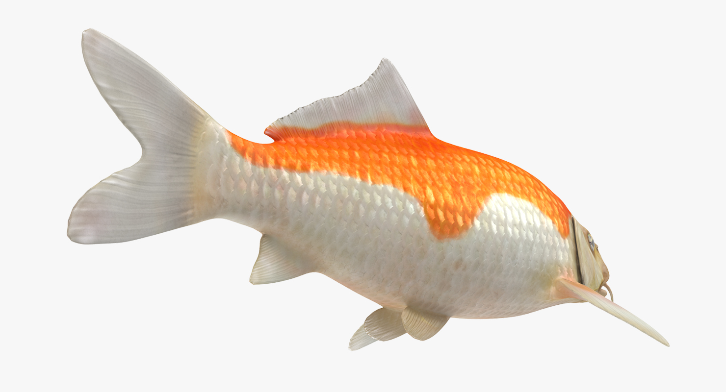 Harivake Koi Fish 3D