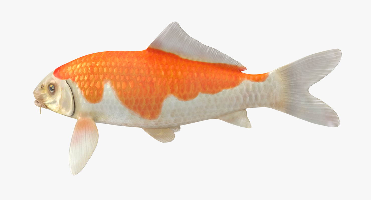 Harivake Koi Fish 3D