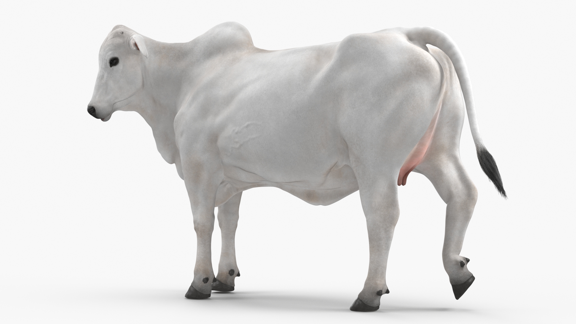 3D Nelore Cow Female Fur Rigged model