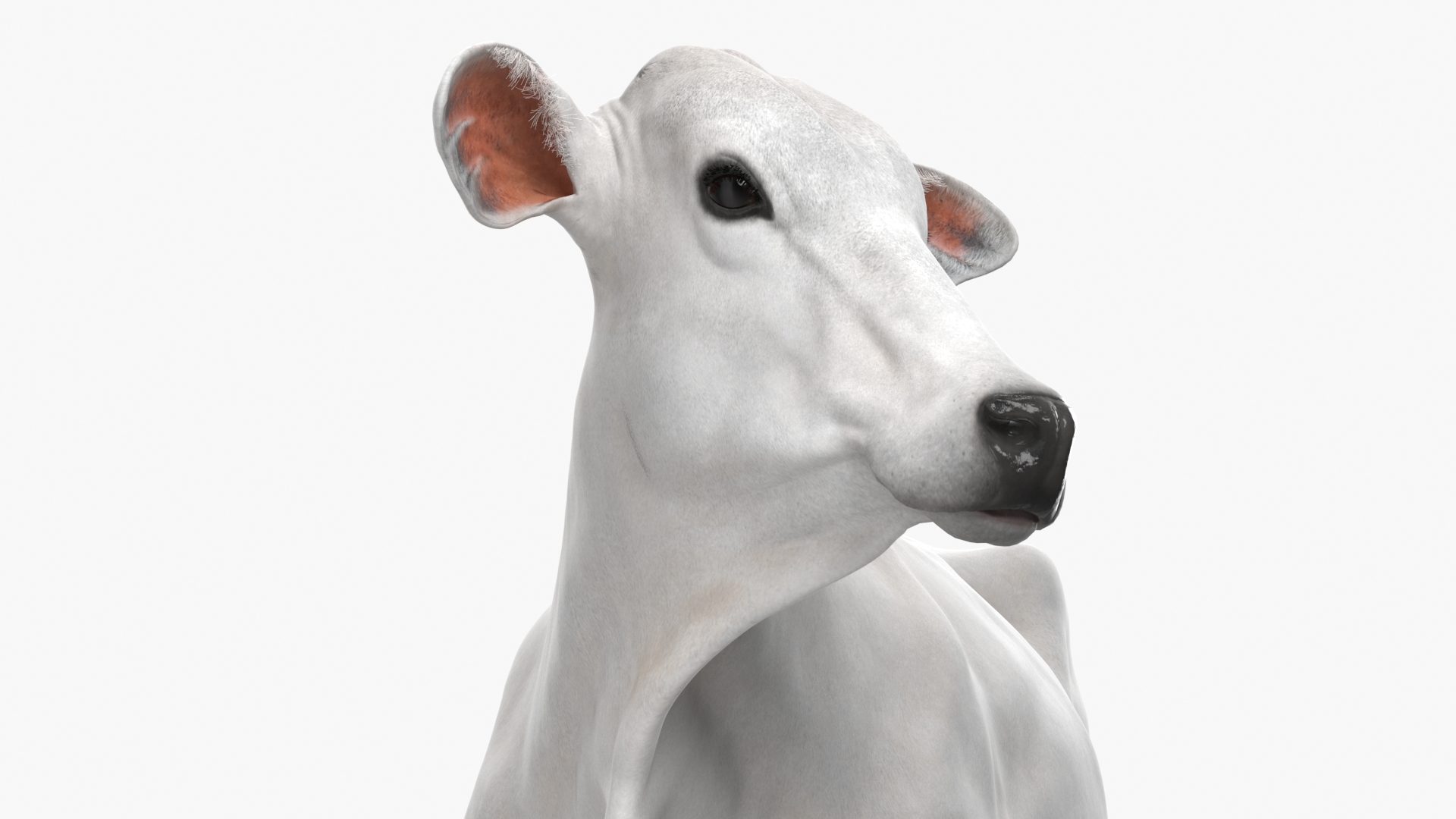 3D Nelore Cow Female Fur Rigged model