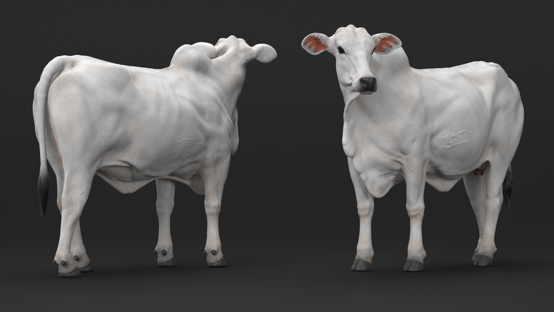 3D Nelore Cow Female Fur Rigged model