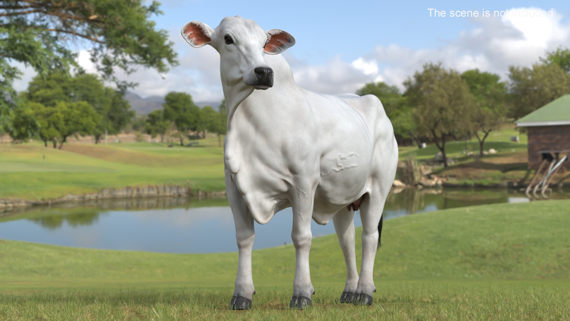 3D Nelore Cow Female Fur Rigged model