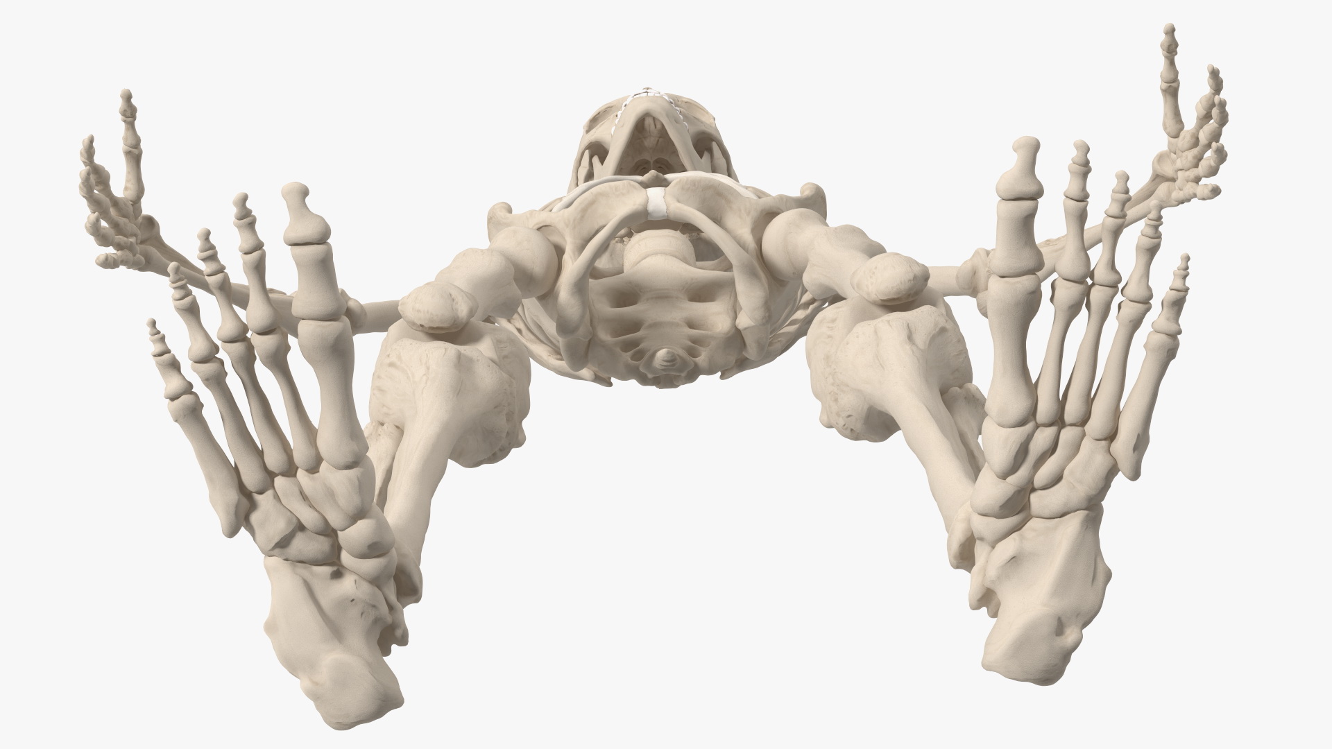 3D Young Man Skeleton model