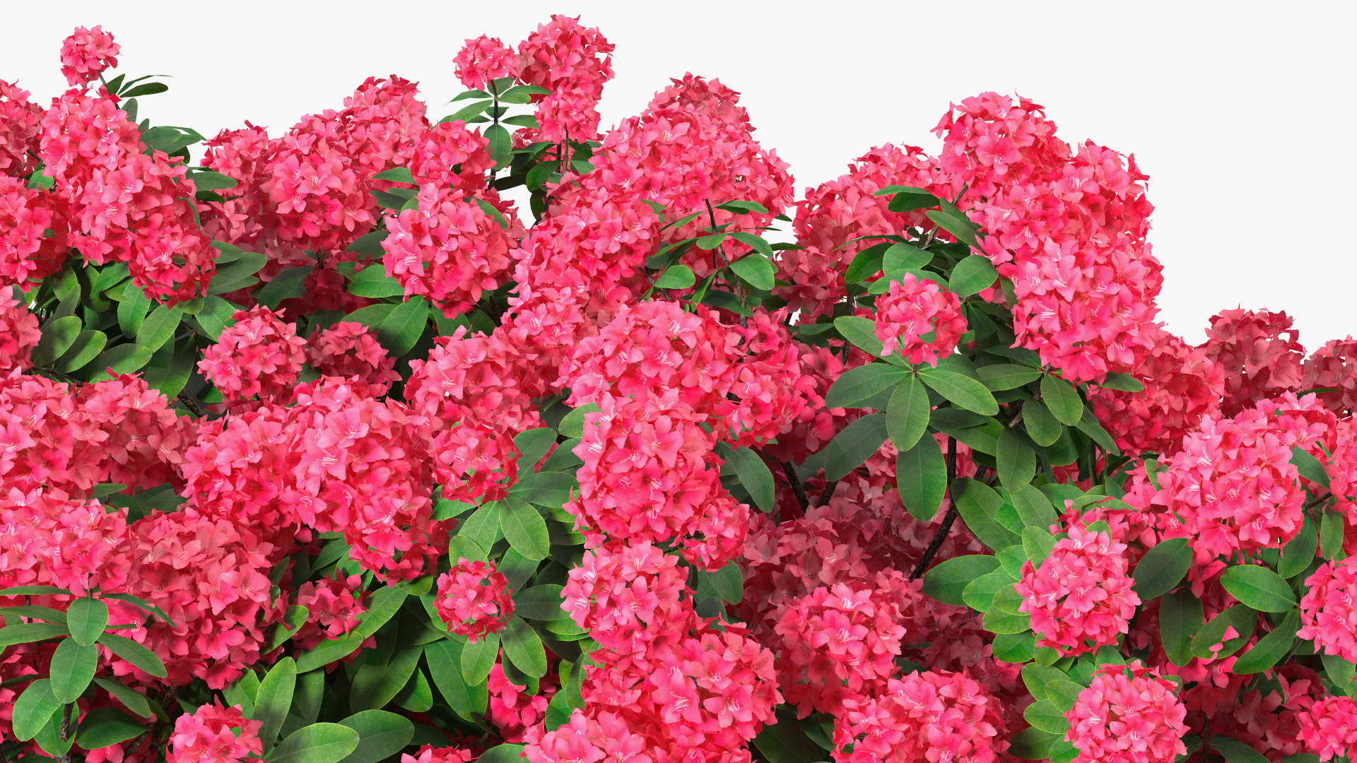 3D Rhododendron Red Tree