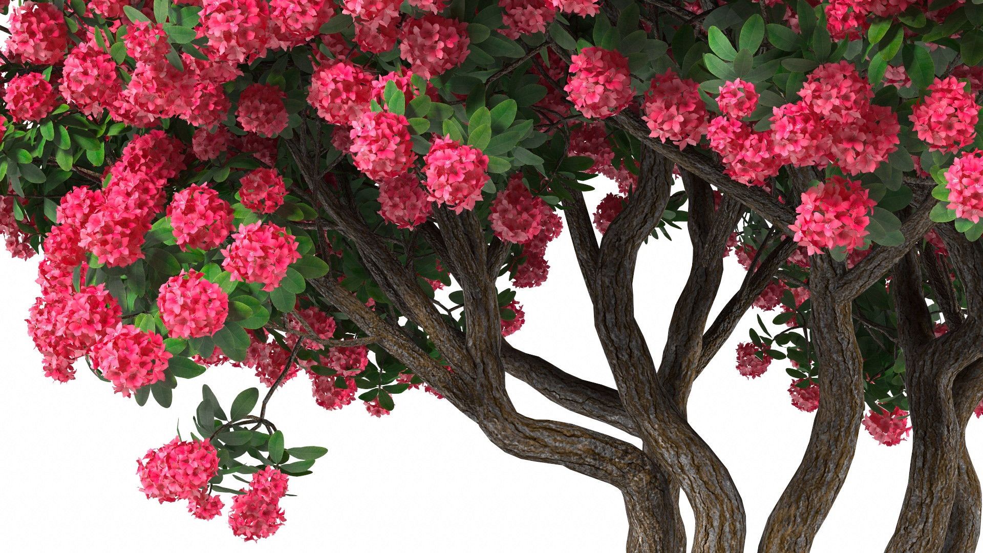 3D Rhododendron Red Tree