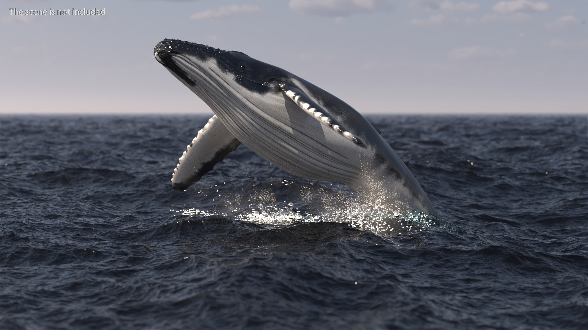 Realistic Humpback Whale 3D model