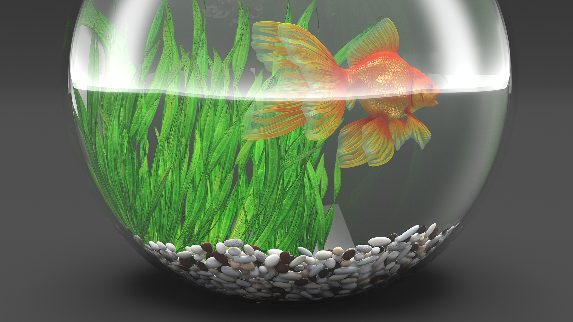 3D Round Aquarium with GoldFish model