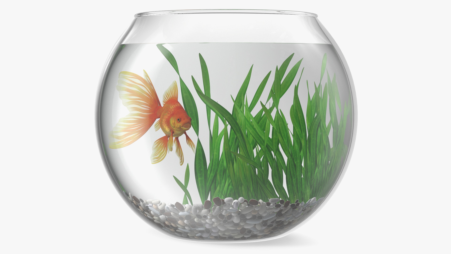 3D Round Aquarium with GoldFish model