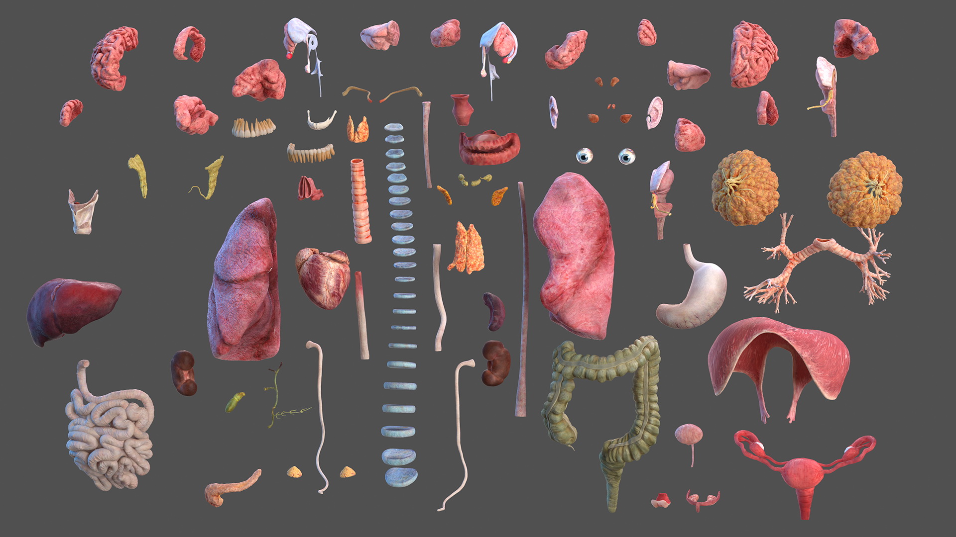 Complete Female Body Anatomy Fur 3D