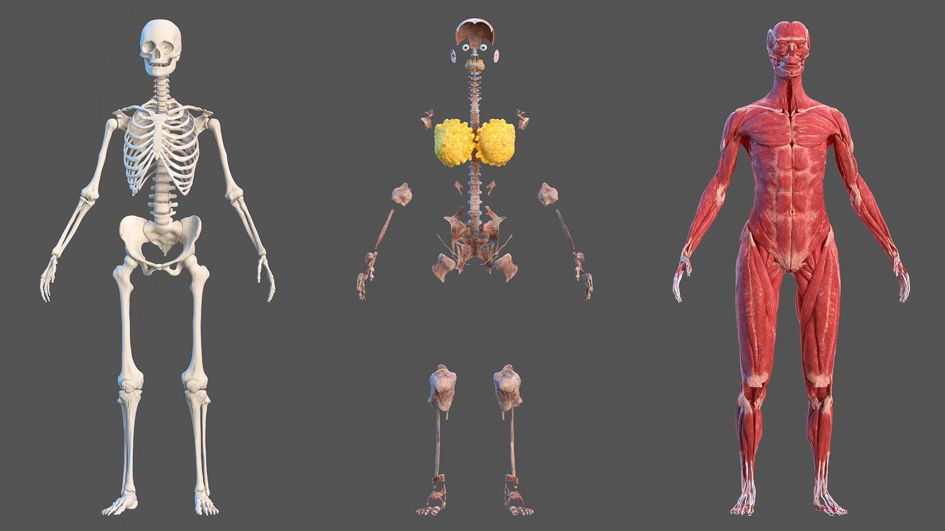 Complete Female Body Anatomy Fur 3D