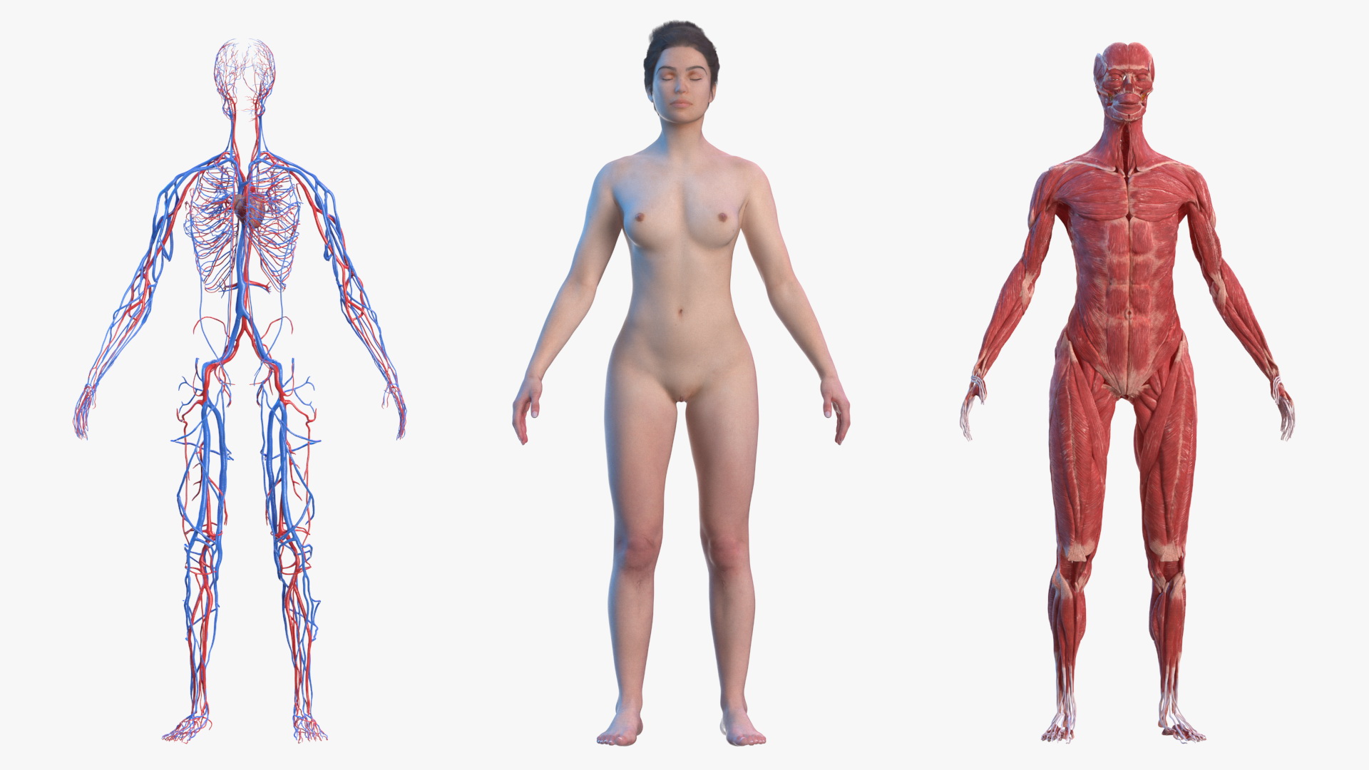 Complete Female Body Anatomy Fur 3D