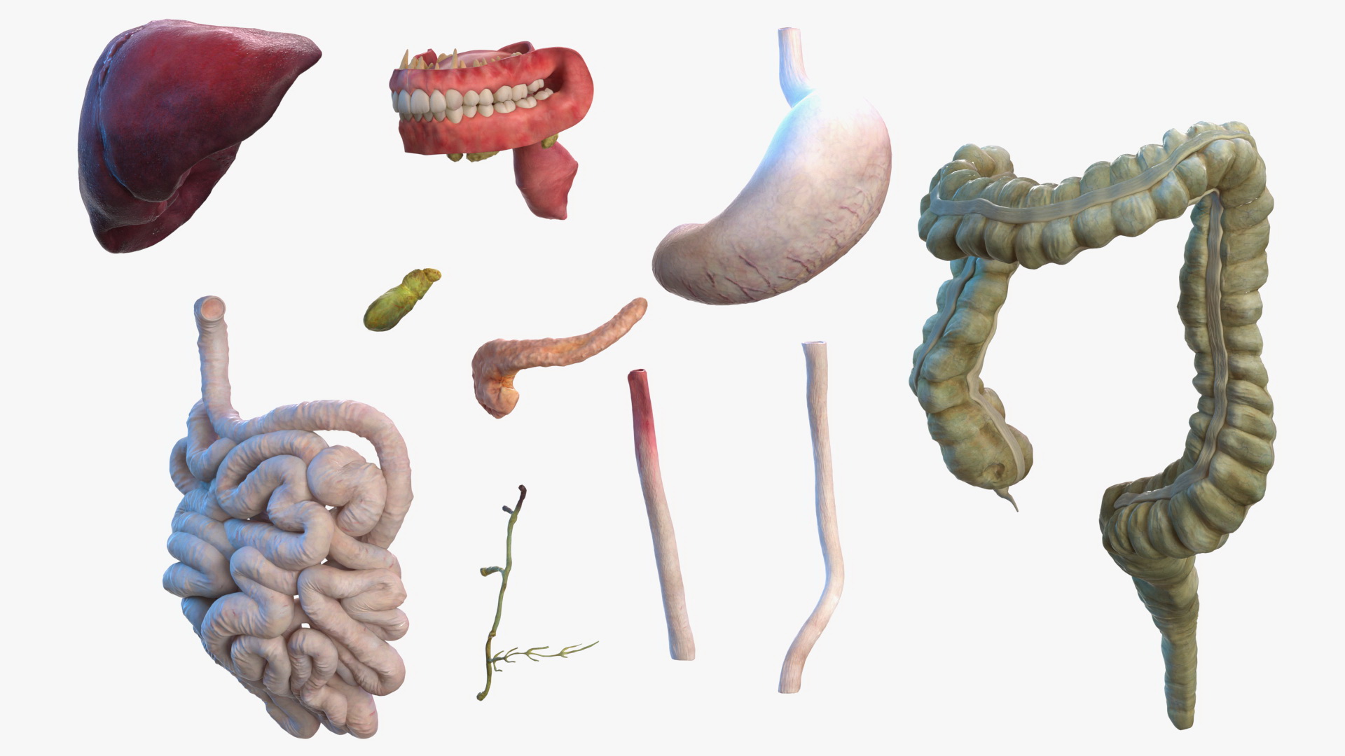 Complete Female Body Anatomy Fur 3D