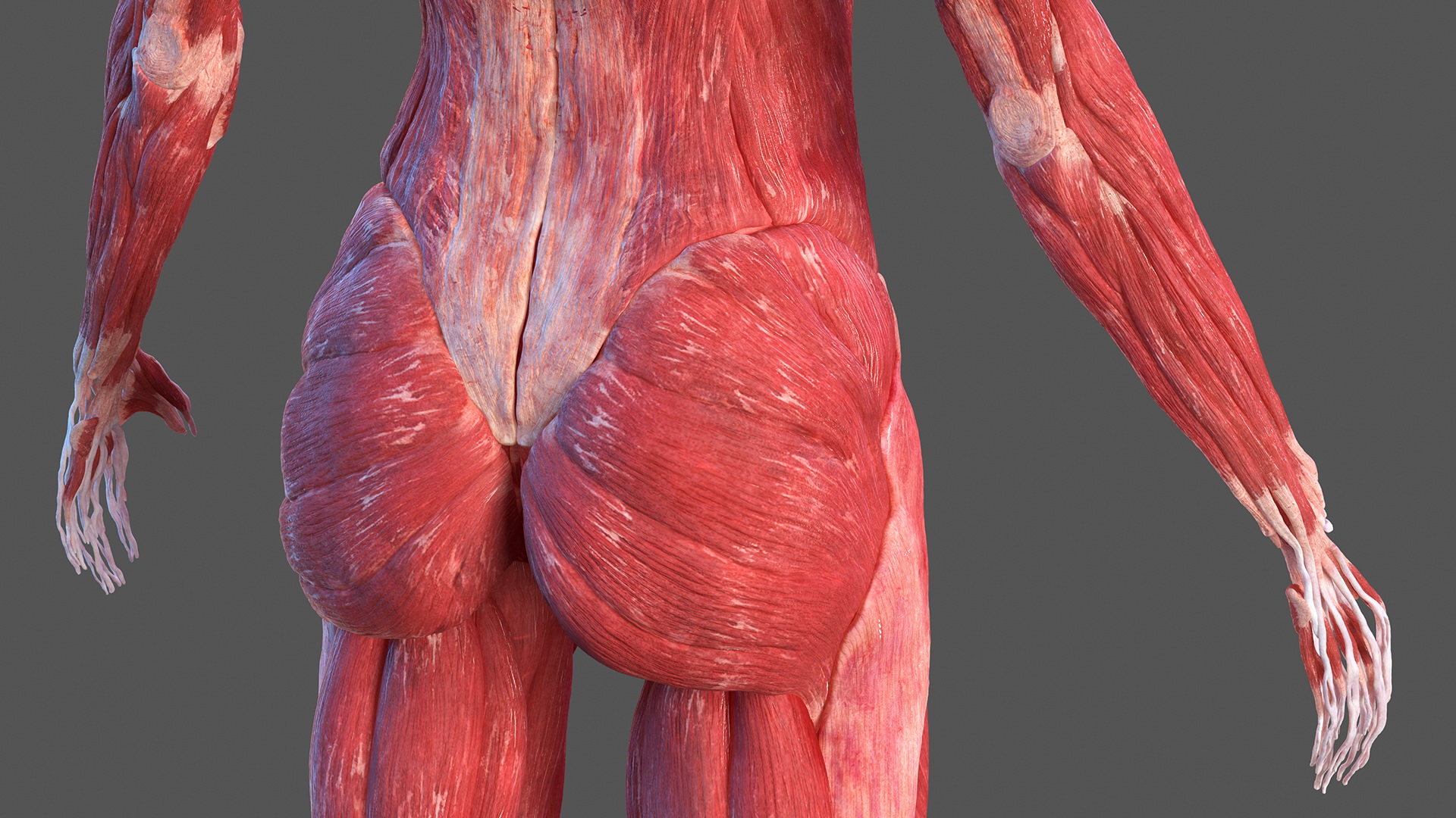 Complete Female Body Anatomy Fur 3D