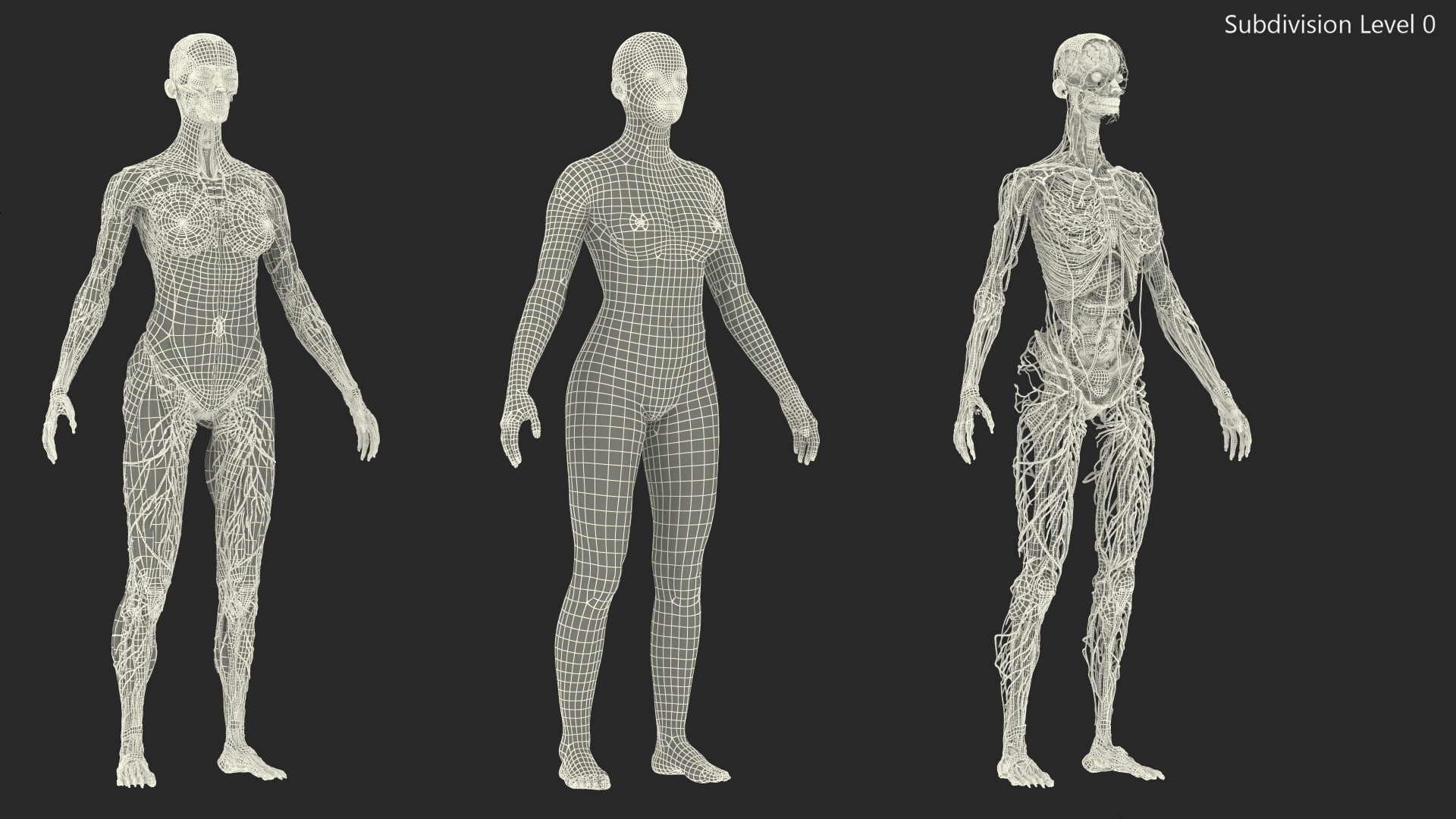 Complete Female Body Anatomy Fur 3D