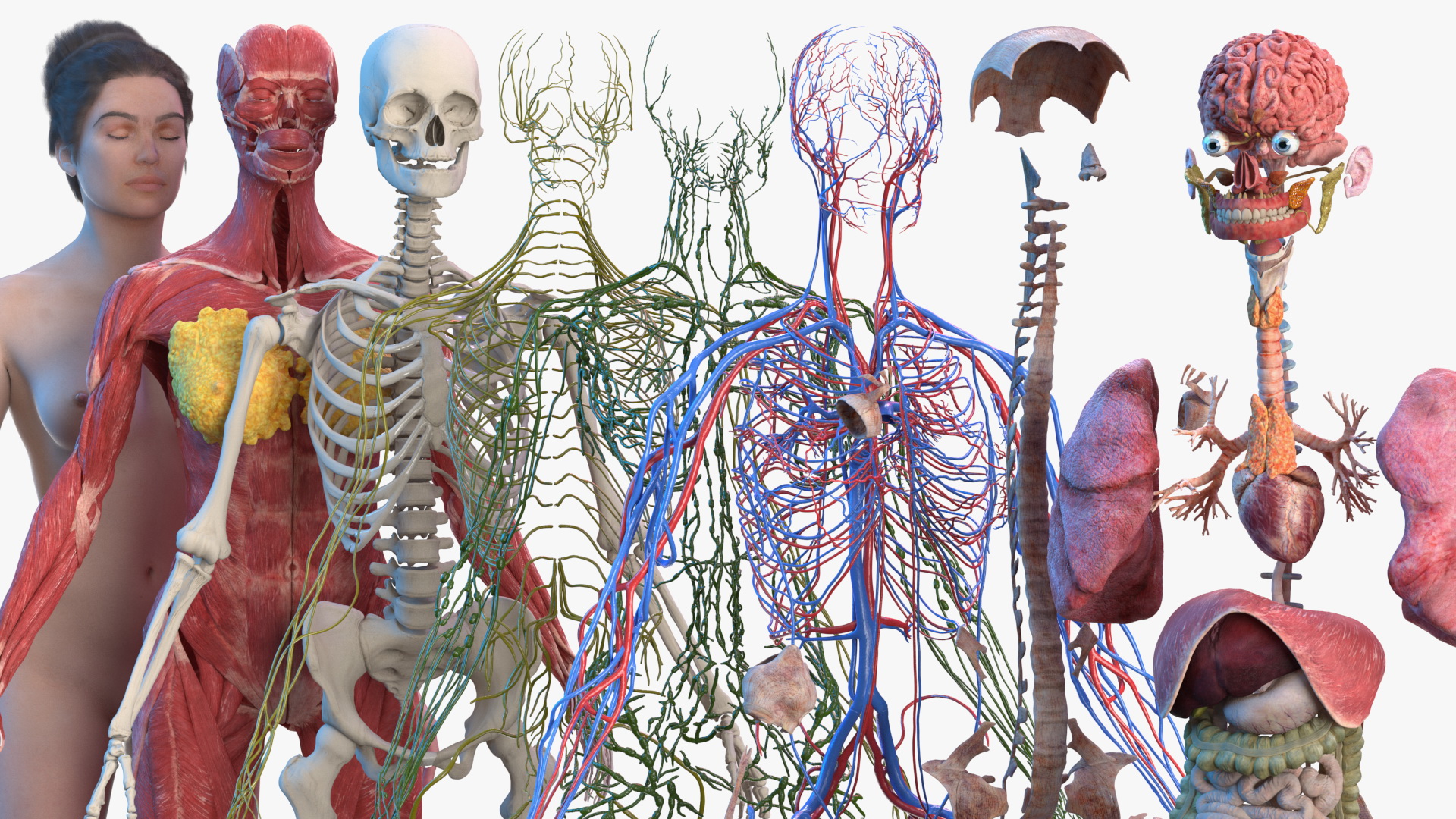 Complete Female Body Anatomy Fur 3D