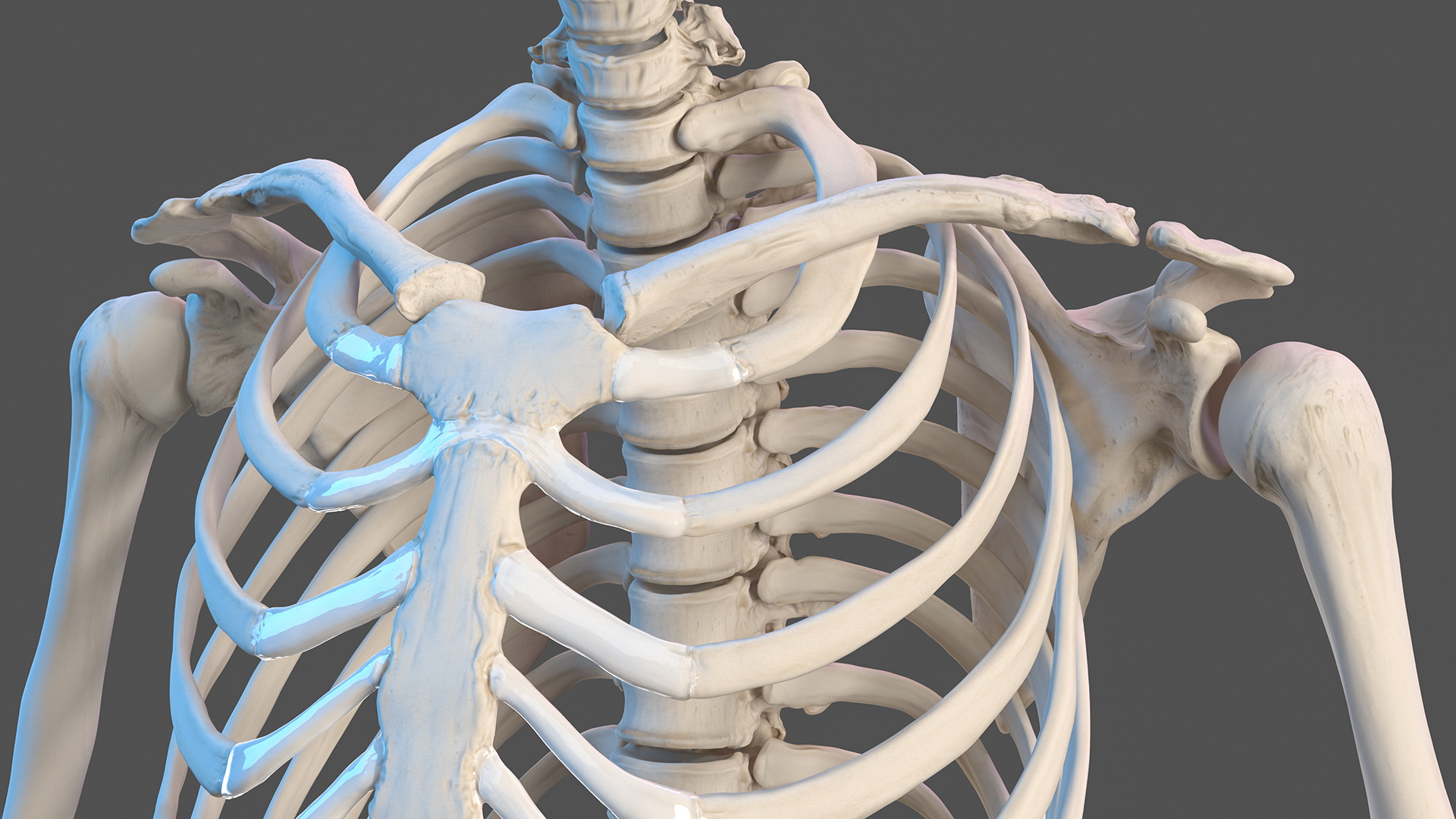 Complete Female Body Anatomy Fur 3D