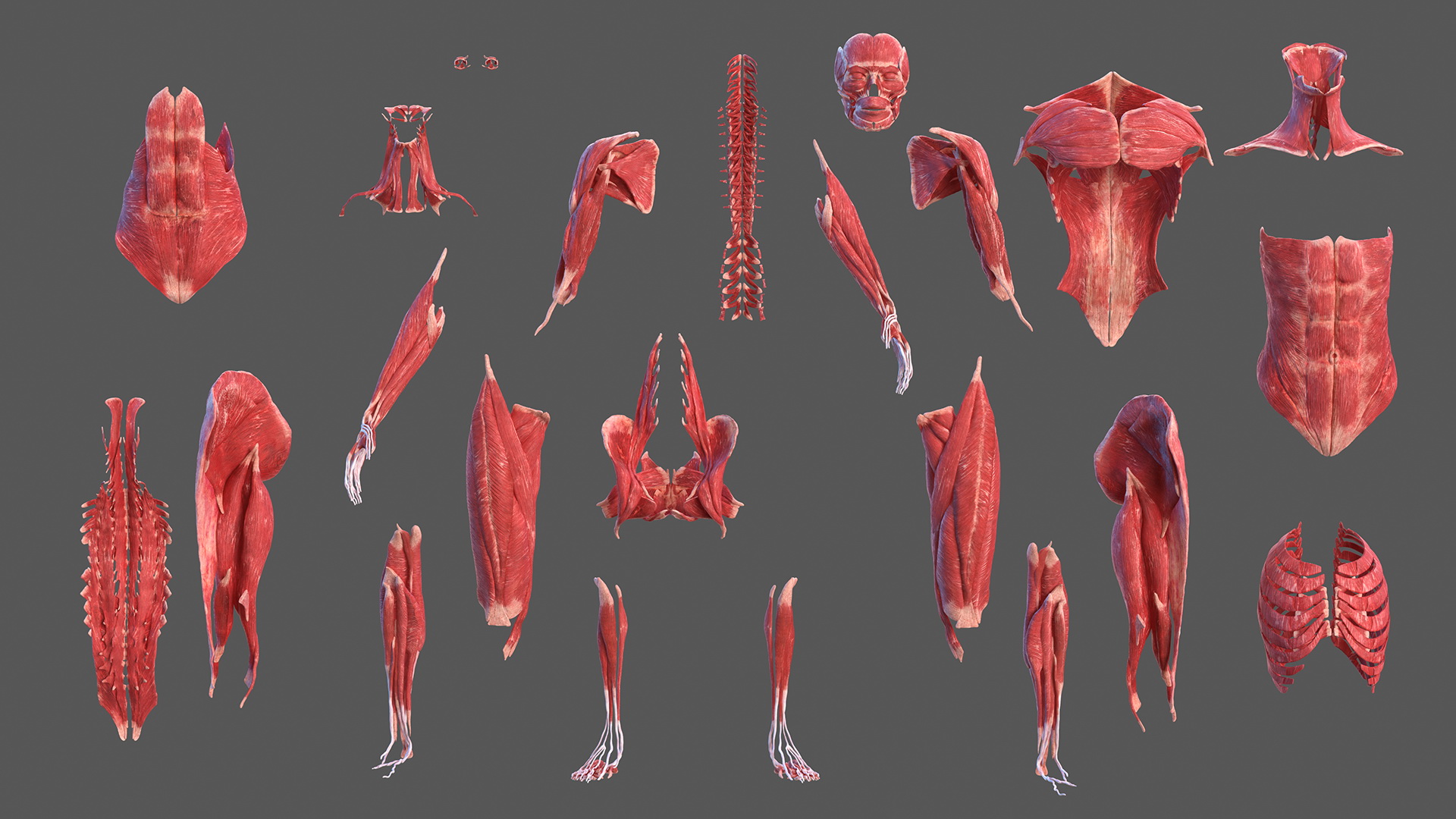 Complete Female Body Anatomy Fur 3D